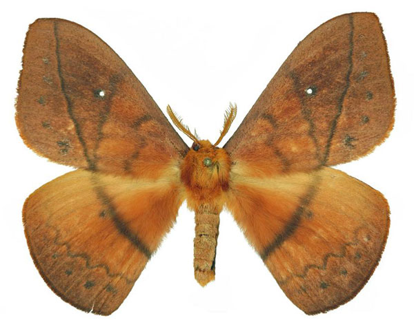 /filer/webapps/moths/media/images/V/vulpina_Maltagorea_AM_Basquin_02.jpg
