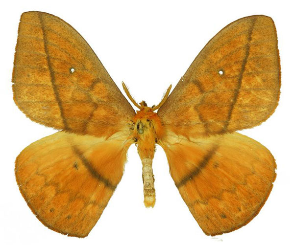 /filer/webapps/moths/media/images/V/vulpina_Maltagorea_AM_Basquin_03.jpg