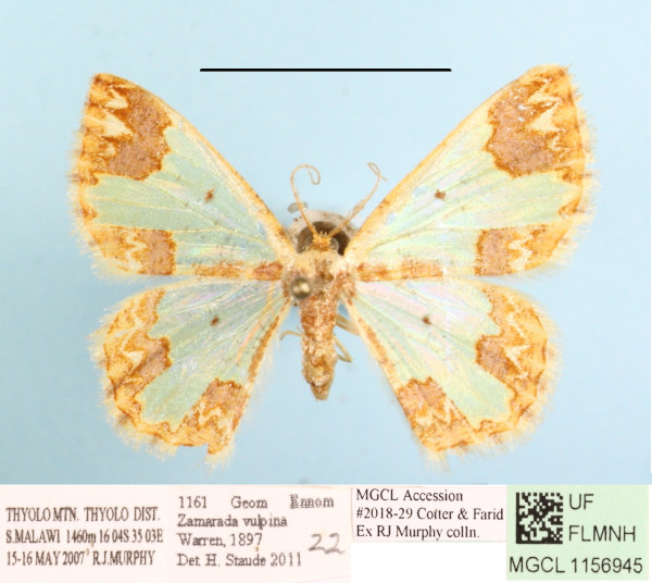 /filer/webapps/moths/media/images/V/vulpina_Zamarada_A_MGCLa_01.JPG