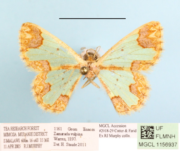 /filer/webapps/moths/media/images/V/vulpina_Zamarada_A_MGCLa_02.JPG