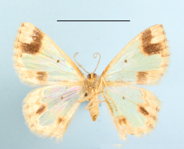/filer/webapps/moths/media/images/V/vulpina_Zamarada_A_MGCLb_01.JPG