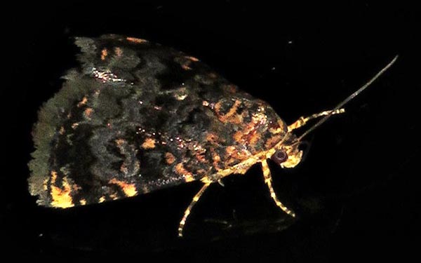 /filer/webapps/moths/media/images/V/vultuosa_Acontiola_A_Braun_02.jpg