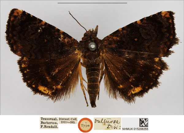 /filer/webapps/moths/media/images/V/vultuosa_Metachrostis_HT_NHMUK.jpg