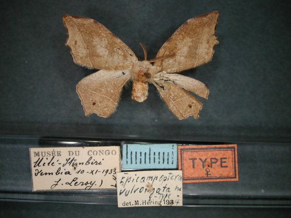 /filer/webapps/moths/media/images/V/vulvornata_Epicampoptera_HT_RMCA_01.jpg