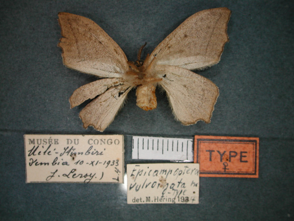 /filer/webapps/moths/media/images/V/vulvornata_Epicampoptera_HT_RMCA_02.jpg