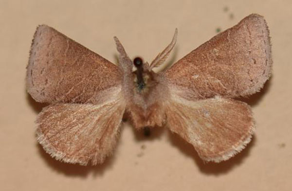 /filer/webapps/moths/media/images/V/vumba_Clostera_HT_NMB.jpg