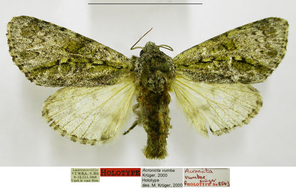 /filer/webapps/moths/media/images/V/vumbae_Acronicta_HT_TMSA.jpg