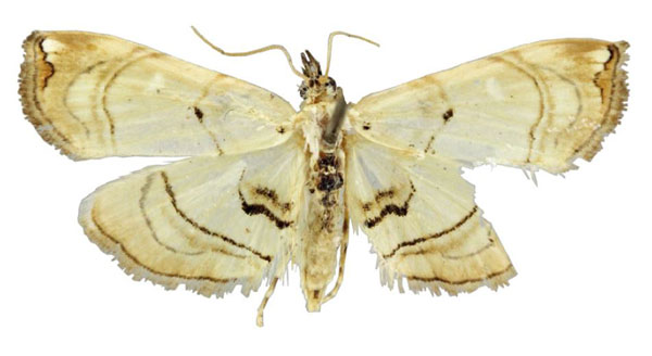/filer/webapps/moths/media/images/V/vumbensis_Trichophysetis_HT_TMSA.jpg