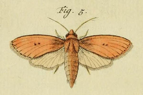 /filer/webapps/moths/media/images/V/vuteria_Speia_Stoll_36_5.jpg