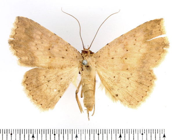 /filer/webapps/moths/media/images/W/waelbroecki_Blasticorhinus_AF_BMNH_01.jpg