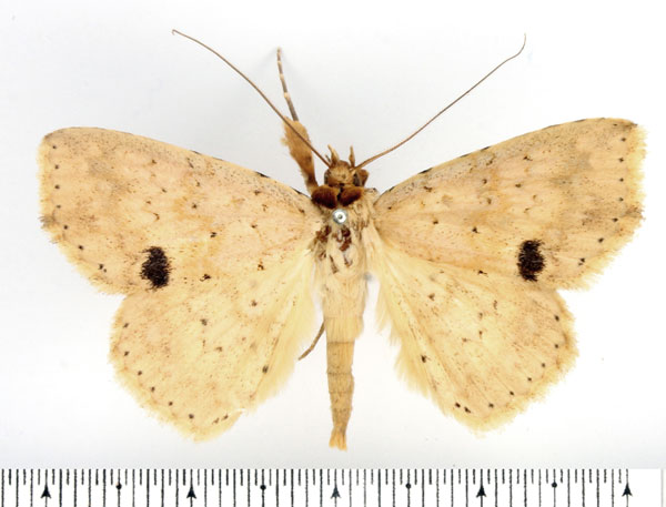 /filer/webapps/moths/media/images/W/waelbroecki_Blasticorhinus_AF_BMNH_02.jpg