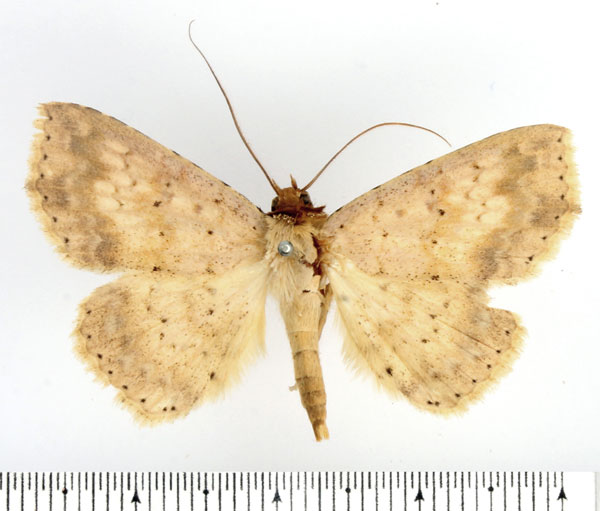 /filer/webapps/moths/media/images/W/waelbroecki_Blasticorhinus_AM_BMNH_01.jpg