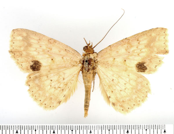 /filer/webapps/moths/media/images/W/waelbroecki_Blasticorhinus_AM_BMNH_02.jpg