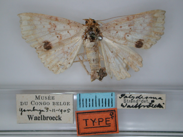 /filer/webapps/moths/media/images/W/waelbroecki_Blasticorhinus_AT_RMCA_01.jpg