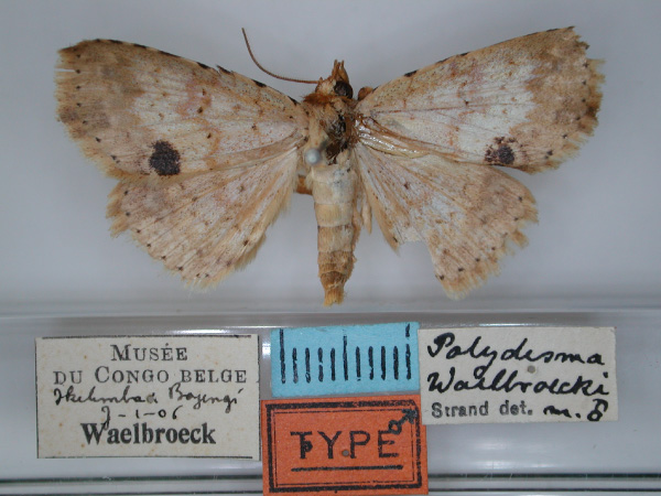 /filer/webapps/moths/media/images/W/waelbroecki_Blasticorhinus_HT_RMCA_01.jpg