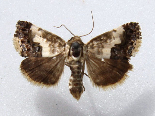 /filer/webapps/moths/media/images/W/wahlbergi_Acontia_AF_Goff.jpg