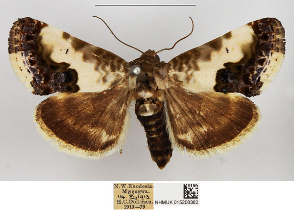 /filer/webapps/moths/media/images/W/wahlbergi_Acontia_AF_NHMUK.jpg