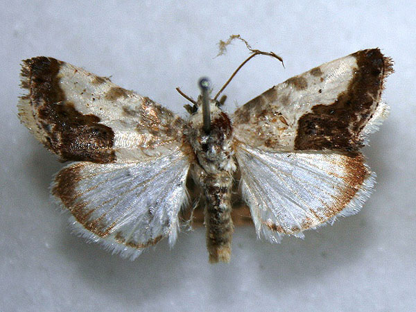 /filer/webapps/moths/media/images/W/wahlbergi_Acontia_AM_Goff.jpg