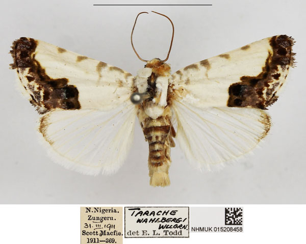 /filer/webapps/moths/media/images/W/wahlbergi_Acontia_AM_NHMUK.jpg