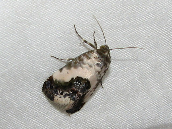 /filer/webapps/moths/media/images/W/wahlbergi_Acontia_A_Goff.jpg