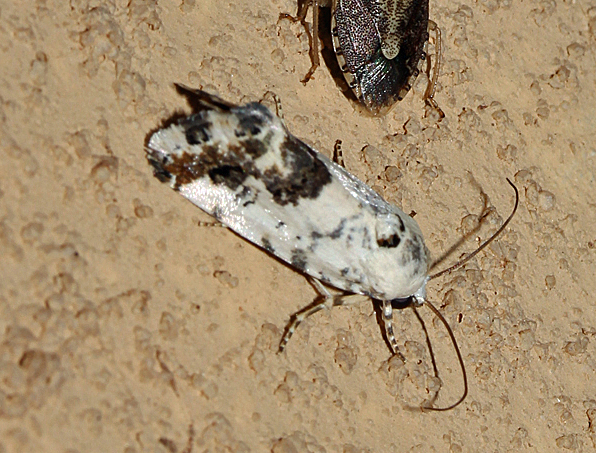 /filer/webapps/moths/media/images/W/wahlbergi_Acontia_A_Roland_03.jpg