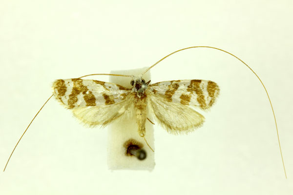 /filer/webapps/moths/media/images/W/wahlbergi_Ceromitia_A_RMCA.jpg