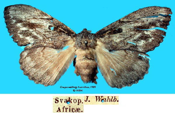 /filer/webapps/moths/media/images/W/wahlbergi_Craspia_HT_SNHMa.jpg