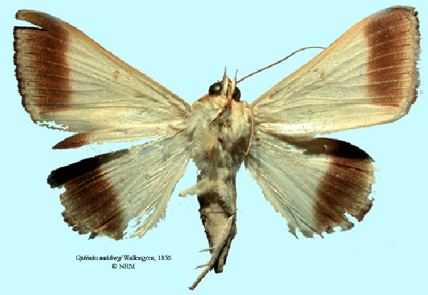 /filer/webapps/moths/media/images/W/wahlbergi_Ophiodes_HT_SNHMb.jpg