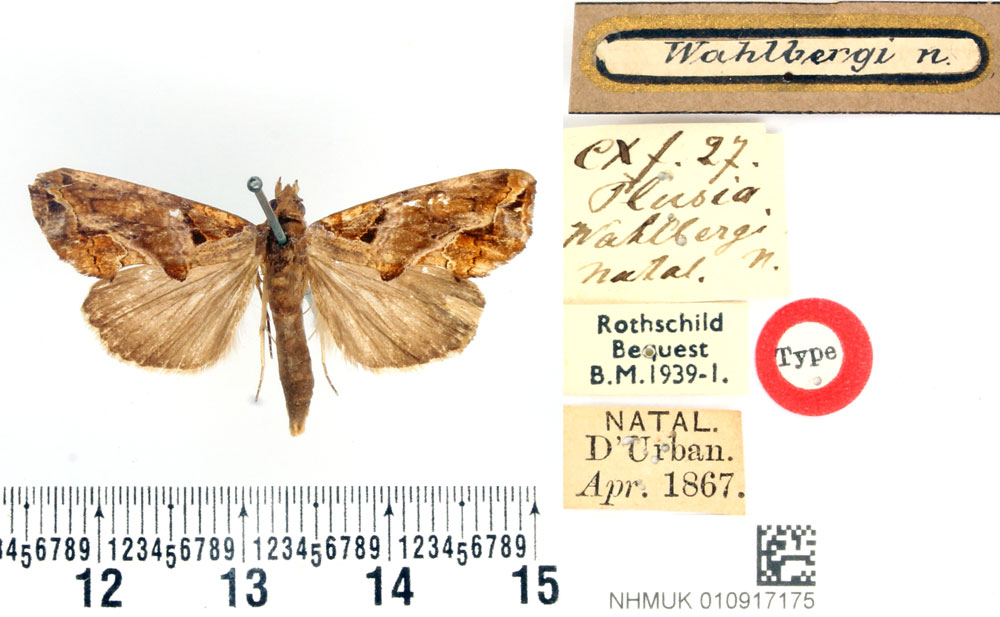 /filer/webapps/moths/media/images/W/wahlbergi_Plusia_HT_BMNH.jpg