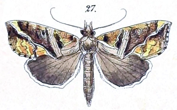 /filer/webapps/moths/media/images/W/wahlbergi_Plusia_HT_Felder_1875_110-27.jpg