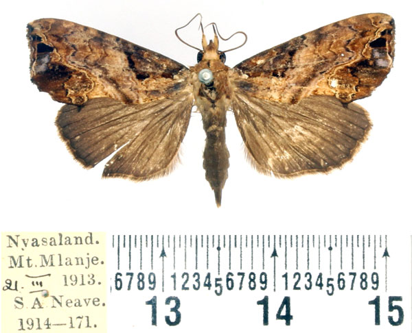 /filer/webapps/moths/media/images/W/wahlbergi_Plusiodonta_AF_BMNH.jpg