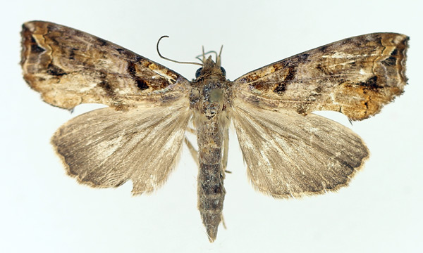 /filer/webapps/moths/media/images/W/wahlbergi_Plusiodonta_AF_TMSA_01.jpg