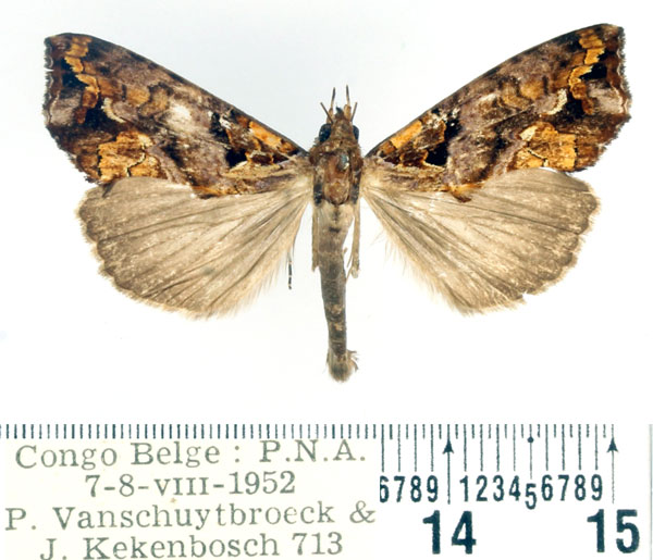 /filer/webapps/moths/media/images/W/wahlbergi_Plusiodonta_AM_BMNH.jpg