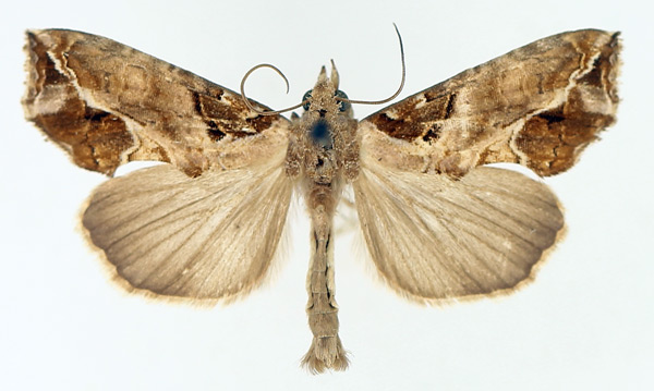 /filer/webapps/moths/media/images/W/wahlbergi_Plusiodonta_AM_TMSA_01.jpg