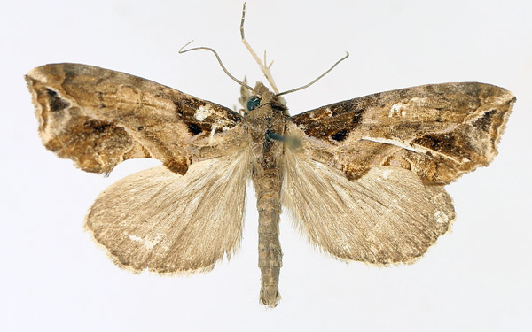 /filer/webapps/moths/media/images/W/wahlbergi_Plusiodonta_AM_TMSA_03.jpg