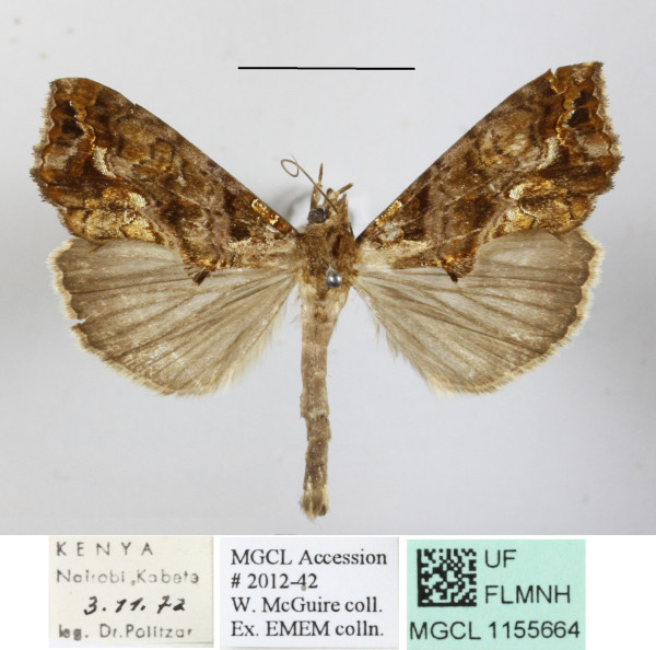 /filer/webapps/moths/media/images/W/wahlbergi_Plusiodonta_A_MGCLa_01.JPG