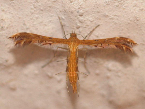 /filer/webapps/moths/media/images/W/wahlbergi_Stenodacma_A_Heyns.jpg