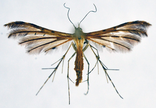 /filer/webapps/moths/media/images/W/wahlbergi_Stenodacma_A_NHMO_02.jpg