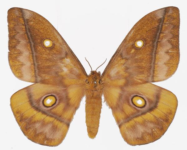/filer/webapps/moths/media/images/W/wahlbergii_Gonimbrasia_AF_Basquina.jpg