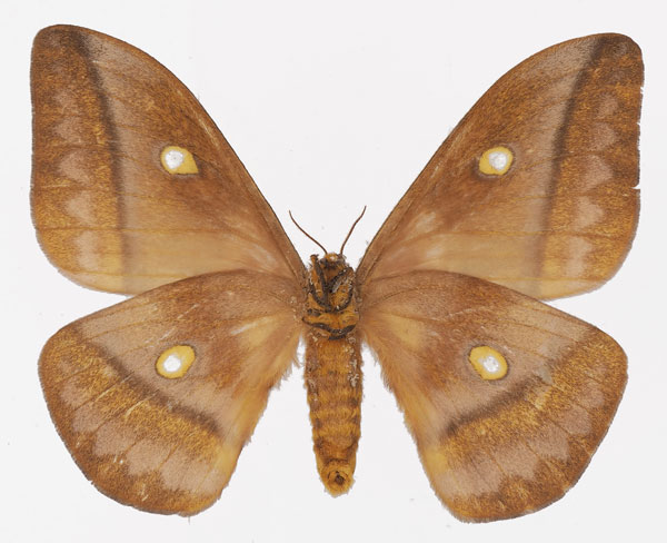 /filer/webapps/moths/media/images/W/wahlbergii_Gonimbrasia_AF_Basquinb.jpg