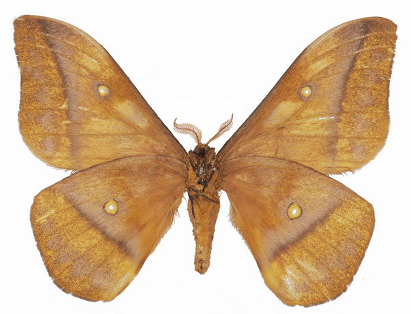 /filer/webapps/moths/media/images/W/wahlbergii_Gonimbrasia_AM_Basquinb.jpg
