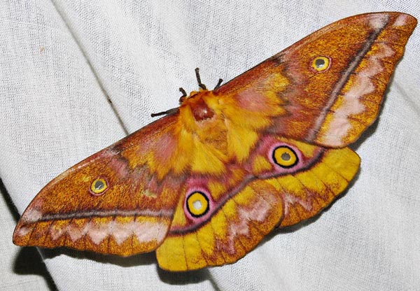 /filer/webapps/moths/media/images/W/wahlbergii_Gonimbrasia_A_Braun_5.jpg