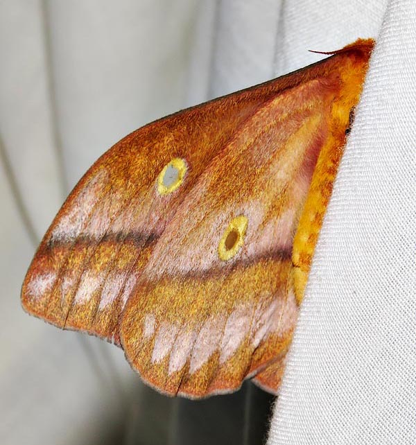 /filer/webapps/moths/media/images/W/wahlbergii_Gonimbrasia_A_Braun_6.jpg
