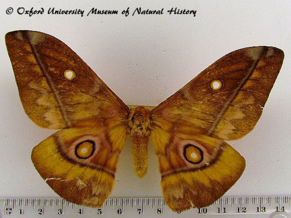 /filer/webapps/moths/media/images/W/wahlbergii_Gonimbrasia_A_OUMNH_01.jpg