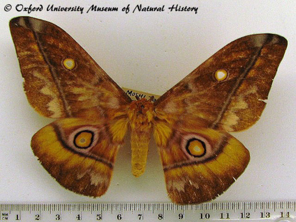 /filer/webapps/moths/media/images/W/wahlbergii_Gonimbrasia_A_OUMNH_02.jpg