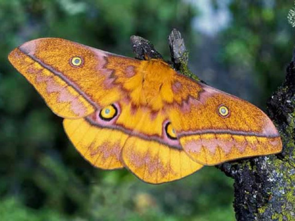/filer/webapps/moths/media/images/W/wahlbergii_Gonimbrasia_A_Wolfe_01.jpg