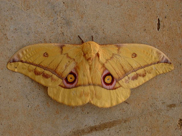 /filer/webapps/moths/media/images/W/wahlbergina_Gonimbrasia_A_Hancock.jpg