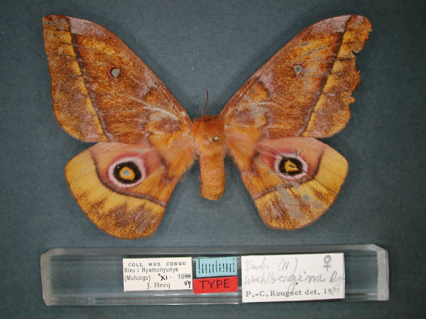 /filer/webapps/moths/media/images/W/wahlbergina_Nudaurelia_AT_RMCA_01.jpg