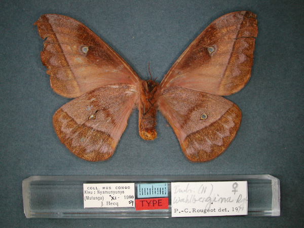 /filer/webapps/moths/media/images/W/wahlbergina_Nudaurelia_AT_RMCA_02.jpg