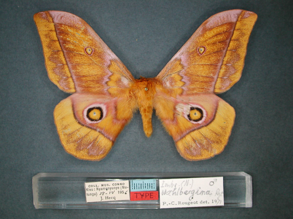 /filer/webapps/moths/media/images/W/wahlbergina_Nudaurelia_HT_RMCA_01.jpg